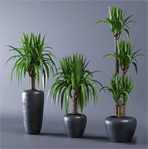 Yucca